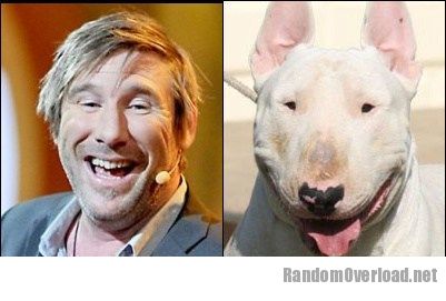 Peter Macleod Totally Looks Like a Bull Terrier Look-alike by: Unknown - a307eter-macleod-totally-looks-like-a-bull-terrier