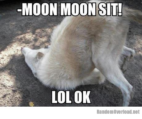 0340funny-moon-wolf-sit-down.jpg