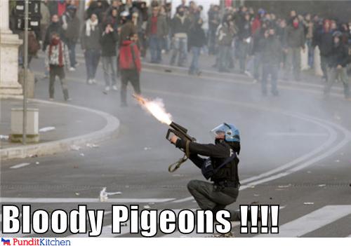 political pictures - Bloody Pigeons !!!!