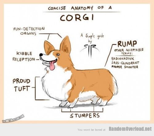 The anatomy of a corgi - RandomOverload