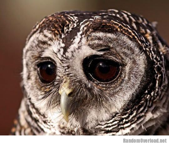 7516cute-sad-owl-portrait-big-eyes.jpg