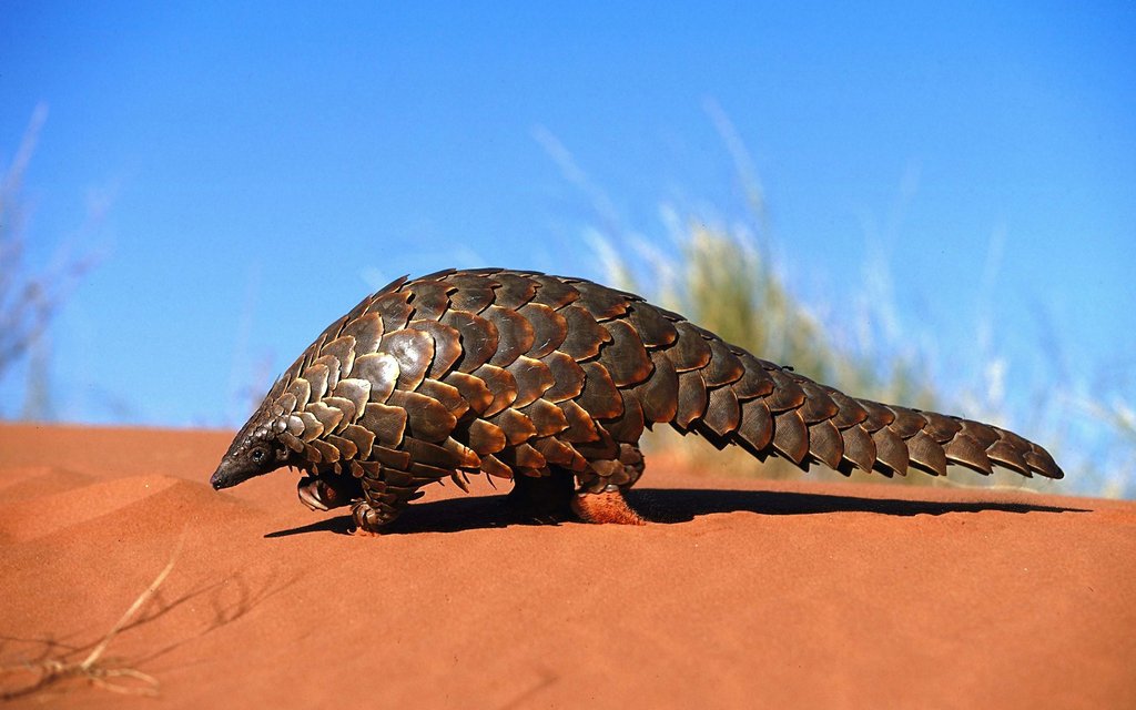 One of the coolest mammals on the planet: The Pangolin - RandomOverload