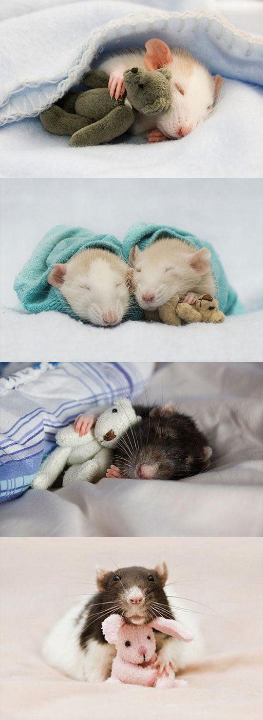 rats with teddy bears