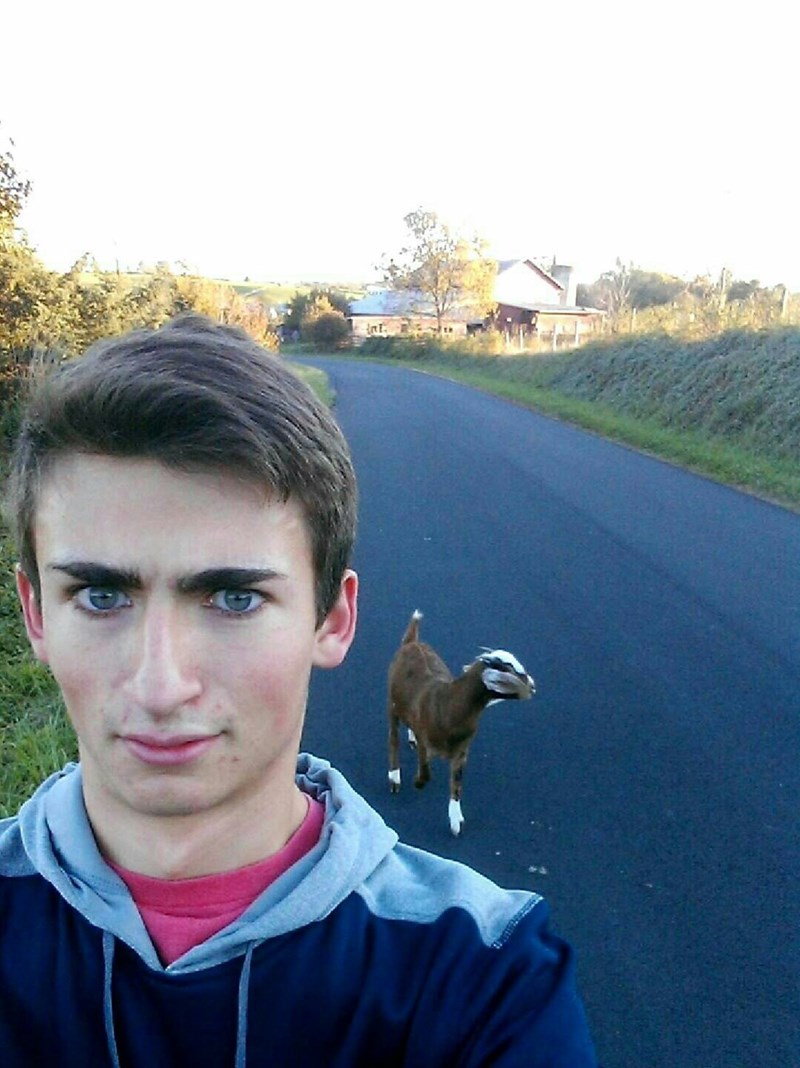 eyebrows,list,goats,photoshop,selfie,funny