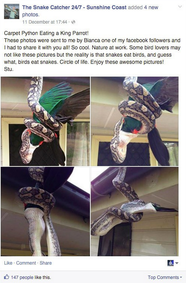 funny facebook damn nature you scary snake devours parrot 