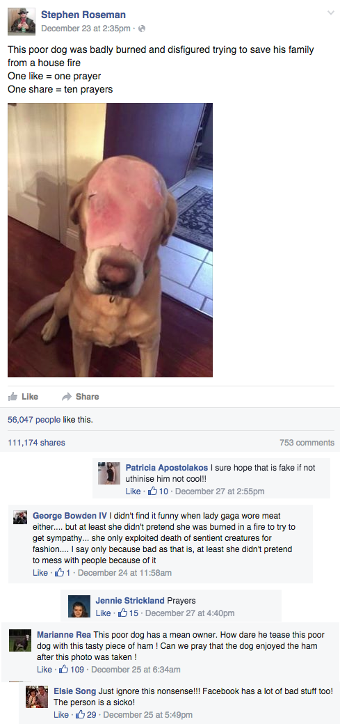 funny facebook troll pray for dog with ham face