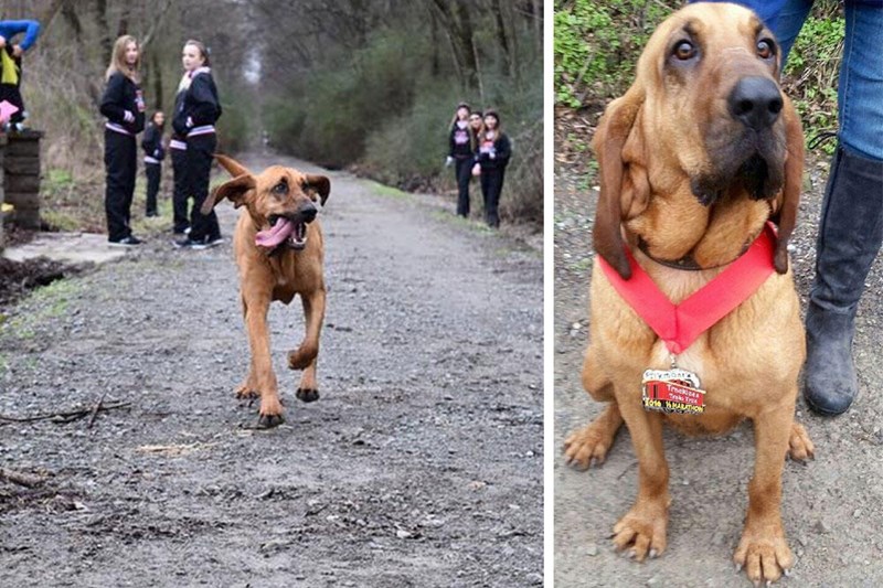 cute dogs This Last Minute Competitor in a Half-Marathon Took Seventh Place and All of Our Hearts