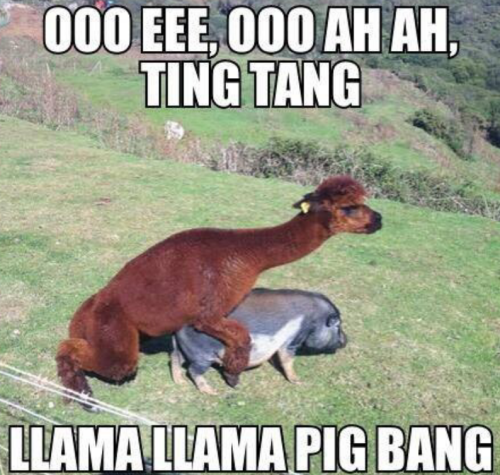 funny animal image of llama mounting pig 