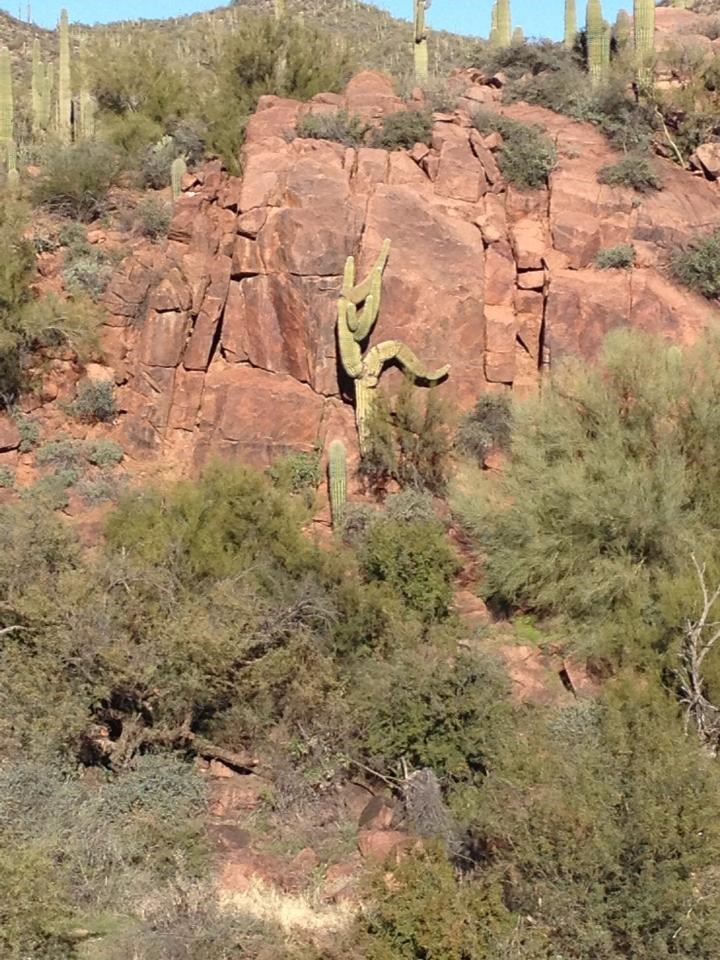 win image Cacti Can Rock Climb Too