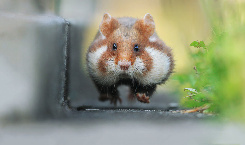 cheeky hamster zaroe