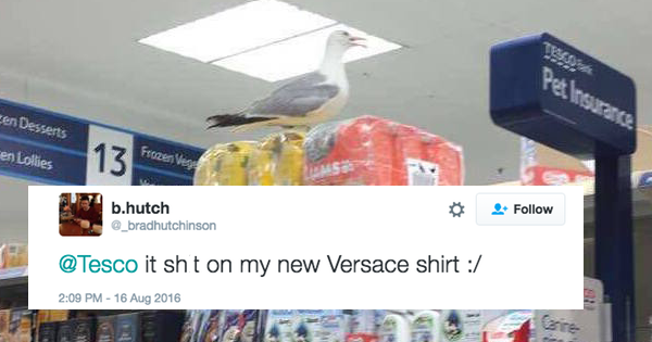 anarchy,tesco,twitter,FAIL,list,seagulls,seagull