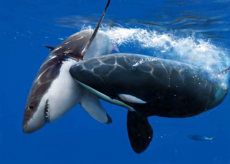 Did you know orcas hunt great white sharks. They will hunt a shark