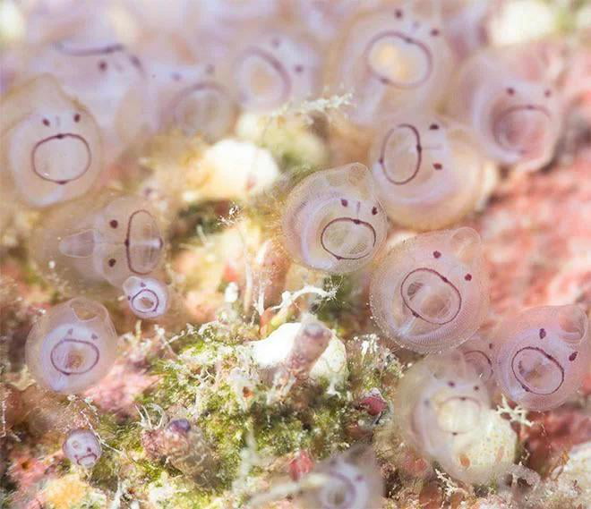 Sea Squirts Look Like Tiny Surprised Faces Randomoverload